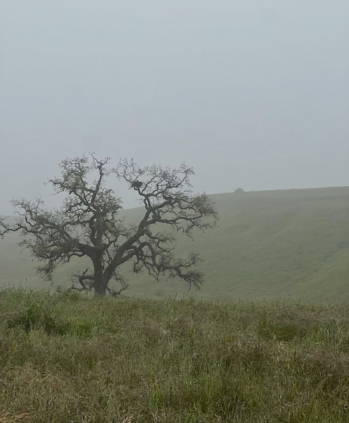 Tree on a foggy hill